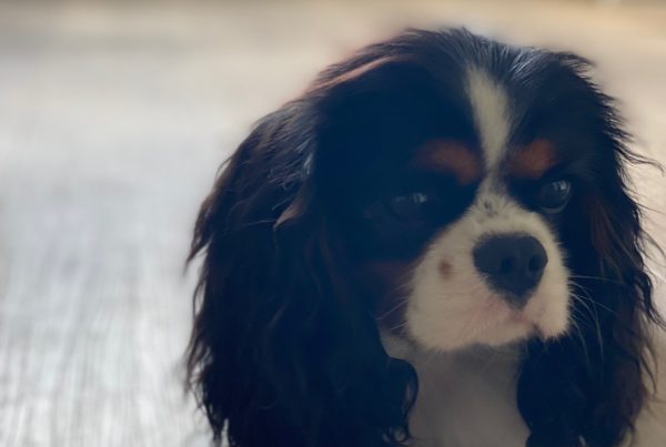 Elfore Cavalier King Charles Spaniel Puppies: Grace, the Energetic and Confident Jester of the Pack, Always Ready for Adventure.