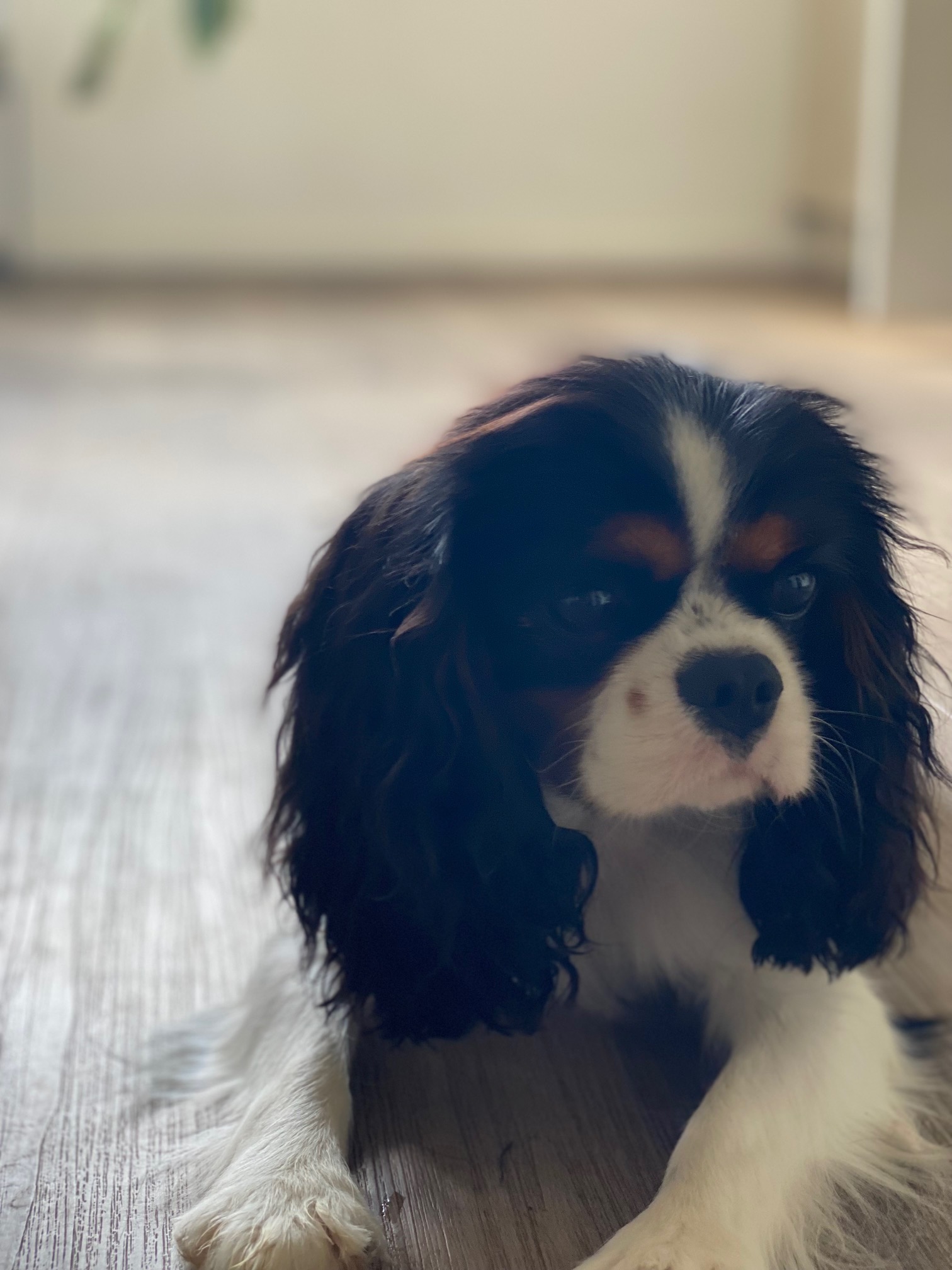 Elfore Cavalier King Charles Spaniel Puppies: Grace, the Energetic and Confident Jester of the Pack, Always Ready for Adventure.