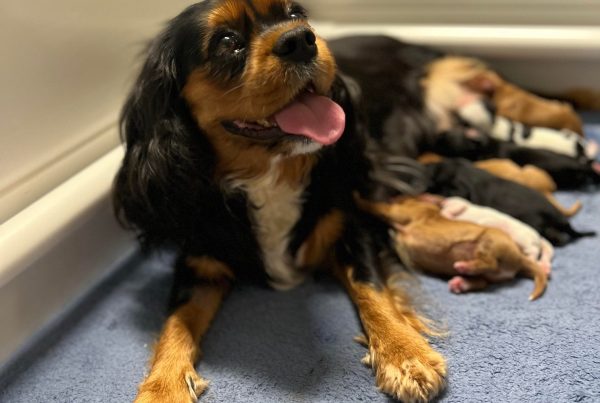 Elfore Cavalier King Charles Spaniel Puppies: Millii, Cooper's Sister, a Loving and Sensitive Lady Cherishing Human Company.