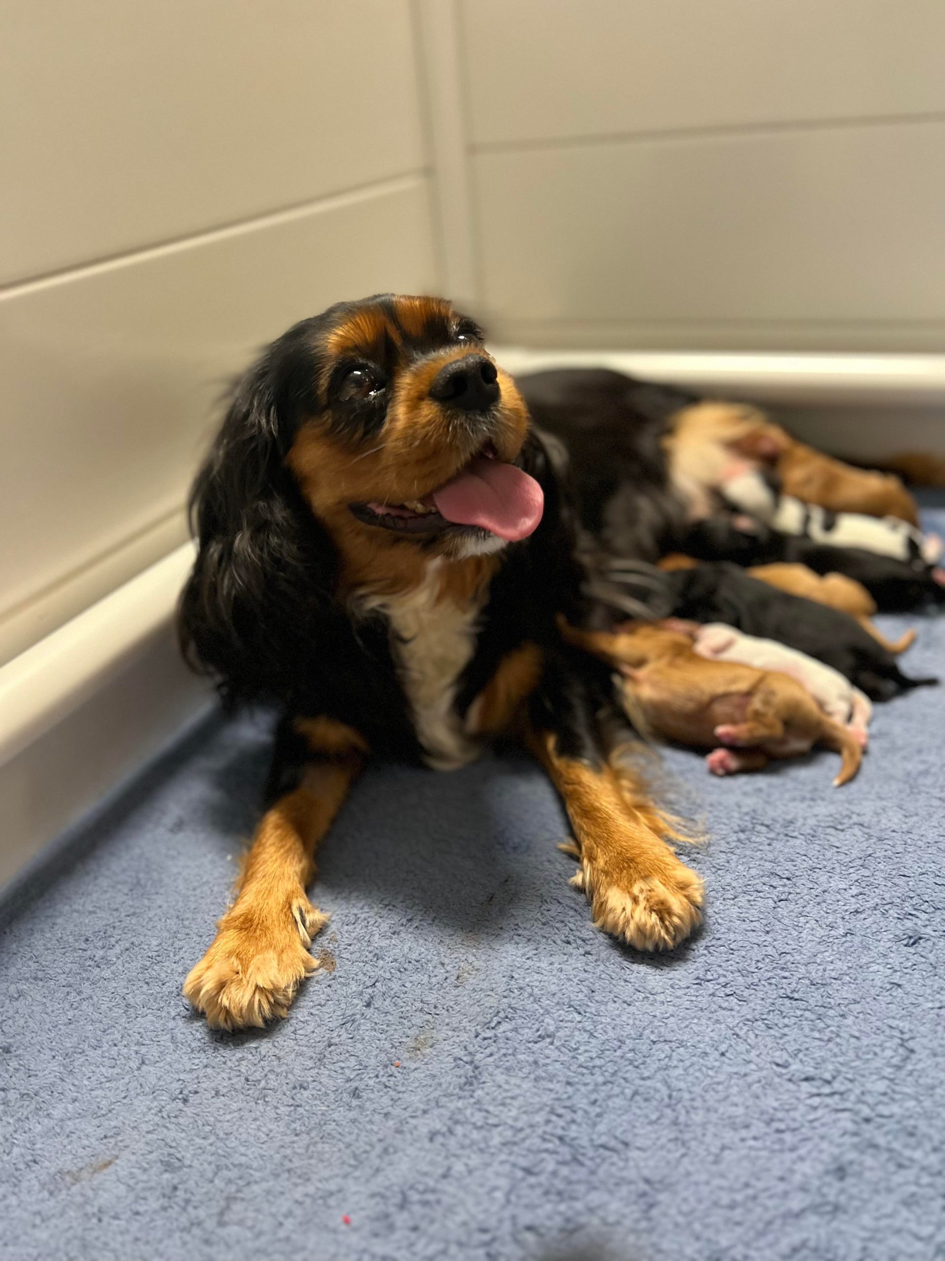 Elfore Cavalier King Charles Spaniel Puppies: Millii, Cooper's Sister, a Loving and Sensitive Lady Cherishing Human Company.