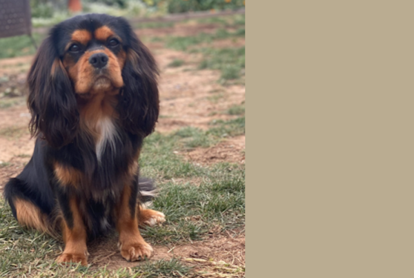Cooper, the cherished Cavalier King Charles Spaniel of Elfore Cavaliers, with his iconic tennis ball, symbolizing his playful spirit and unwavering passion.