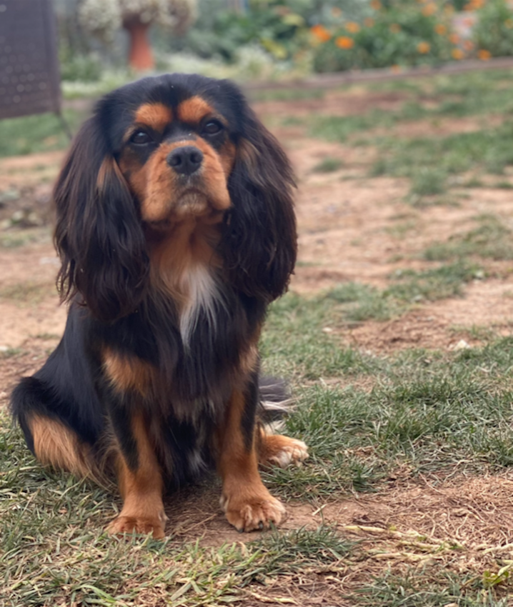 Cooper, the cherished Cavalier King Charles Spaniel of Elfore Cavaliers, with his iconic tennis ball, symbolizing his playful spirit and unwavering passion.