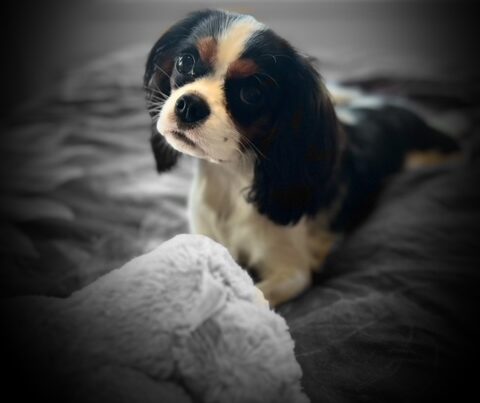 Tricolour Cavalier King Charles Spaniel lying on a bed, looking up with a curious expression.