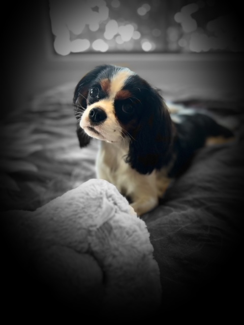 Tricolour Cavalier King Charles Spaniel lying on a bed, looking up with a curious expression.