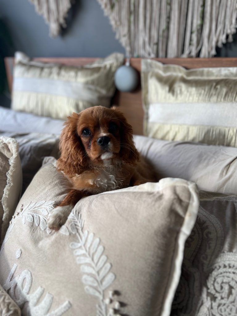 Peanut, an Elfore Cavaliers puppy, snuggled comfortably amidst plush cushions on a bed, exuding cuteness. Cavalier King Charles Spaniel puppies for sale - Elfore Cavaliers