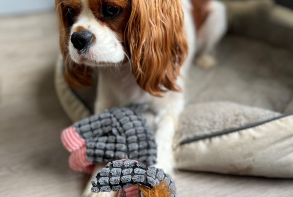 Elfore Cavalier King Charles Spaniel Puppies: Jinxx, the Sociable and Focused Scent Enthusiast with a Love for Water