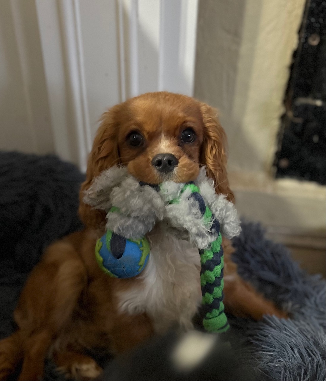 Elfore Cavalier King Charles Spaniel Puppies: Peanut, Millii's Son, the Resilient Pup Destined for Agility Training.