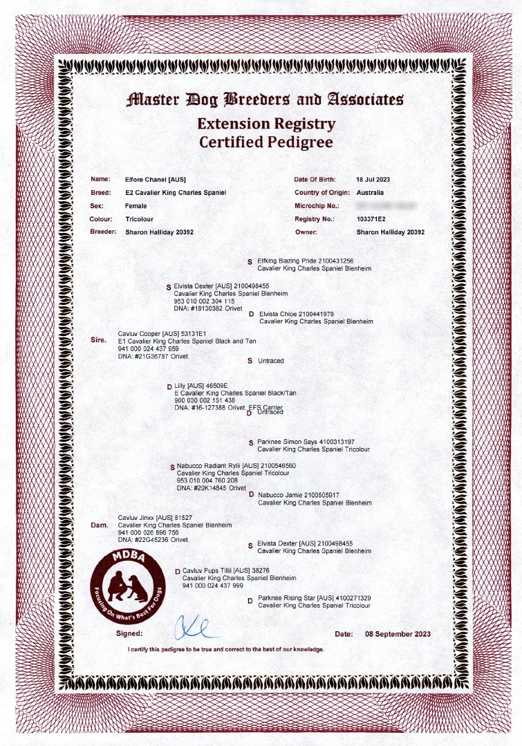 Certified Pedigree of a Cavalier King Charles Spaniel named Elfore Chanel [AUS] with detailed lineage information from Master Dog Breeders and Associates (MDBA)
