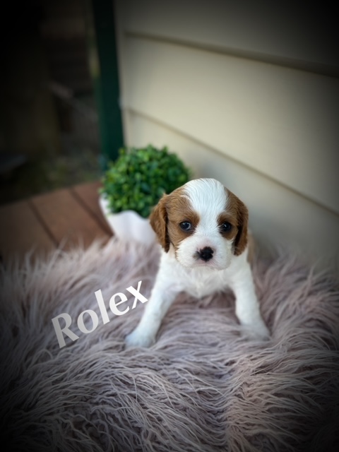 Colour: Blenheim Gender: Male Personality Traits: Friendly Sensitive Shows keen interest in children Notable Characteristics: The biggest puppy in the litter Health and Care: Received first vaccination Thermal microchip implant Undergone full worming protocol DNA results pending Recommendation: Rolex displays a gentle and caring nature, especially towards children. His friendly and sensitive demeanor indicates that he would thrive in a family setting, particularly one with children. If you're seeking a loyal and affectionate companion for your kids, Rolex would be the perfect addition to your family. Breeding Potential: Given his outstanding traits, Rolex also holds potential as a stud dog. He can be sold with breeding rights, but only to an approved and responsible breeder who meets the necessary criteria and standards.