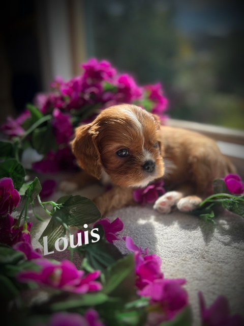 Colour: Ruby and White Gender: Male Personality Traits: Massive personality despite his size Super friendly Always eager to be on your lap Health and Care: Received first vaccination Thermal microchip implant Undergone full worming protocol DNA results pending Recommendation: Louis is a charming little pup with a heart full of love. His friendly nature and desire to be close to his human companions make him a perfect lap dog. His size might be small, but his personality is anything but, ensuring he'll be the center of attention wherever he goes. Breeding Potential: Given his outstanding traits, Louis also holds potential as a stud dog. He can be sold with breeding rights, but only to an approved and responsible breeder who meets the necessary criteria and standards.