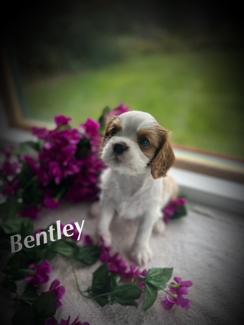 Colour: Blenheim Gender: Male Personality Traits: Super friendly Always eager to be on your lap Health and Care: Received first vaccination Thermal microchip implant Undergone full worming protocol DNA results pending Recommendation: Bentley is a delightful pup with a loving nature. His friendly demeanor and constant desire to be close make him an ideal companion for those who cherish affectionate pets. Bentley's charm is undeniable, and he's sure to win the hearts of everyone he meets. Breeding Potential: Given his outstanding traits, Bentley also holds potential as a stud dog. He can be sold with breeding rights, but only to an approved and responsible breeder who meets the necessary criteria and standards.