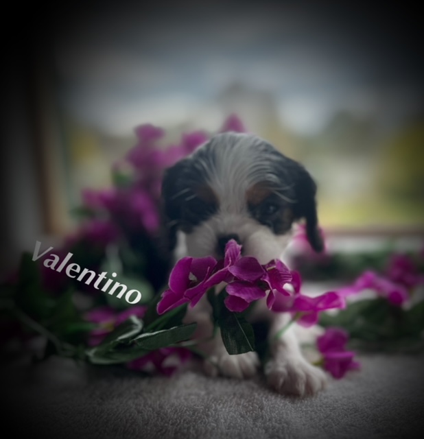 Colour: Tri-colour Gender: Male Personality Traits: Smallest in the litter Feisty and spirited Prefers to sleep on laps rather than play Holds his own during playtime with siblings Health and Care: Received first vaccination Thermal microchip implant Undergone full worming protocol DNA results pending Recommendation: Valentino may be the smallest of the bunch, but he's packed with personality. His feisty nature ensures he's never left out of the fun, even when playing with his larger siblings. However, at the end of the day, Valentino is a cuddler at heart, always seeking the warmth and comfort of a loving lap. His mix of spirited playfulness and affectionate tendencies make him a unique and endearing addition to any family. Breeding Potential: Given his outstanding traits, Bentley also holds potential as a stud dog. He can be sold with breeding rights, but only to an approved and responsible breeder who meets the necessary criteria and standards.