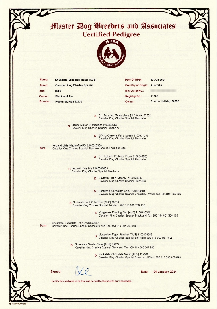 Certified Pedigree of a Cavalier King Charles Spaniel named Shukalata Mischied Maker [AUS] with detailed lineage information from Master Dog Breeders and Associates (MDBA).