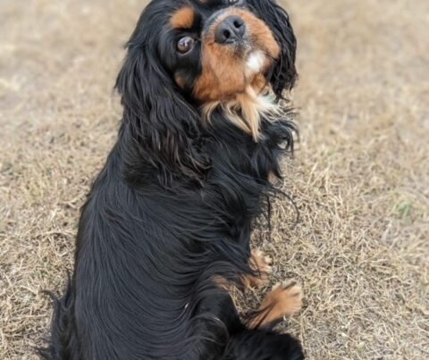 Black and tan Cavalier King Charles Spaniel sitting on dry grass, looking back towards the camera with a tilted head