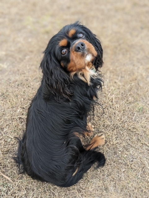 Black and tan Cavalier King Charles Spaniel sitting on dry grass, looking back towards the camera with a tilted head