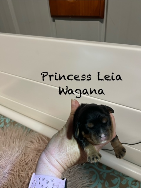 Shukulata Mischief Maker x Elfore Ayres and Graces (Cheeko x Grace)
D.O.B 12/03/2024
Leia is the only girl in this litter and is a beautiful black and tan with minimal white.