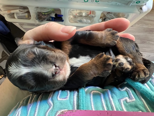 Shukulata Mischief Maker x Elfore Ayres and Graces (Cheeko x Grace)
D.O.B 12/03/2024
Vader is a beautiful Black and tan boy and the largest in the litter so far! He has a white chest and blaze but no white on his paws.