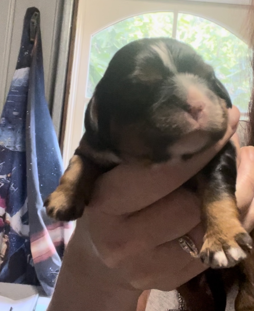 Shukulata Mischief Maker x Elfore Ayres and Graces (Cheeko x Grace)
D.O.B 12/03/2024
Luke is only 1 week old, a beautiful black and tan boy with a white chest and white tips on his left front paw.