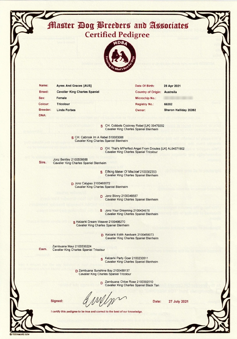 Certified Pedigree of a Cavalier King Charles Spaniel named Ayres And Graces [AUS] with detailed lineage information from Master Dog Breeders and Associates (MDBA).