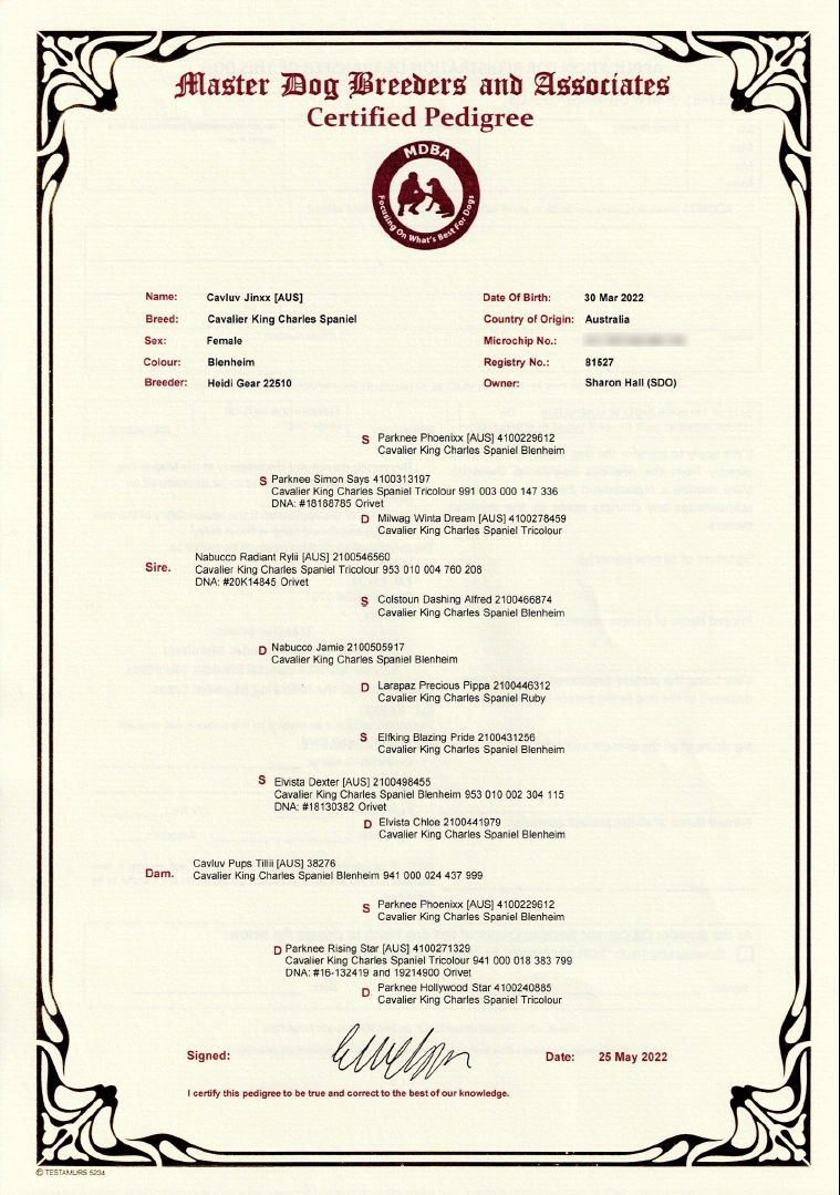 Certified Pedigree of a Cavalier King Charles Spaniel named Cavluv Jinxx [AUS] with detailed lineage information from Master Dog Breeders and Associates (MDBA).